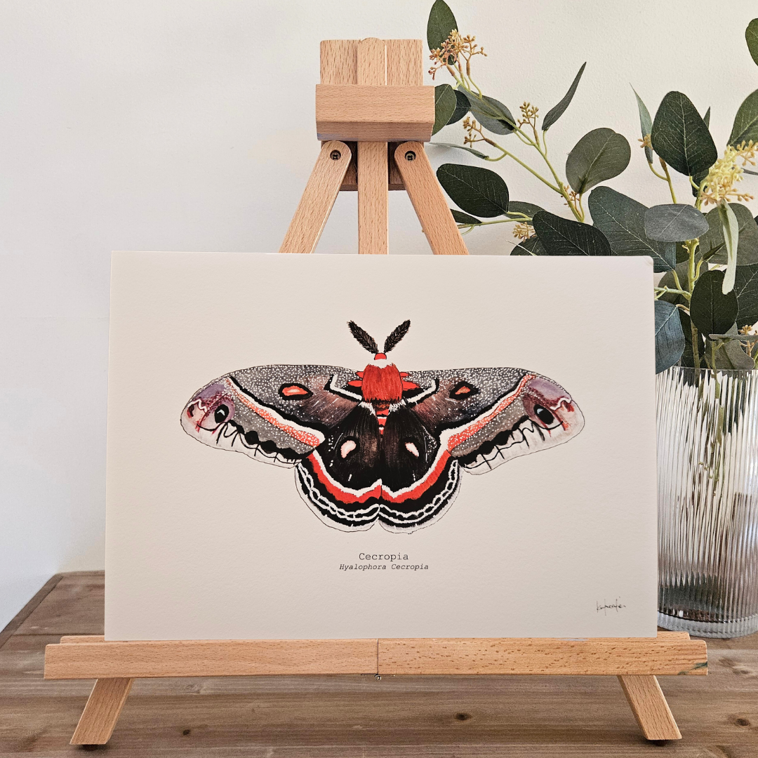 Watercolour Art Print - 'Cecropia Moth'