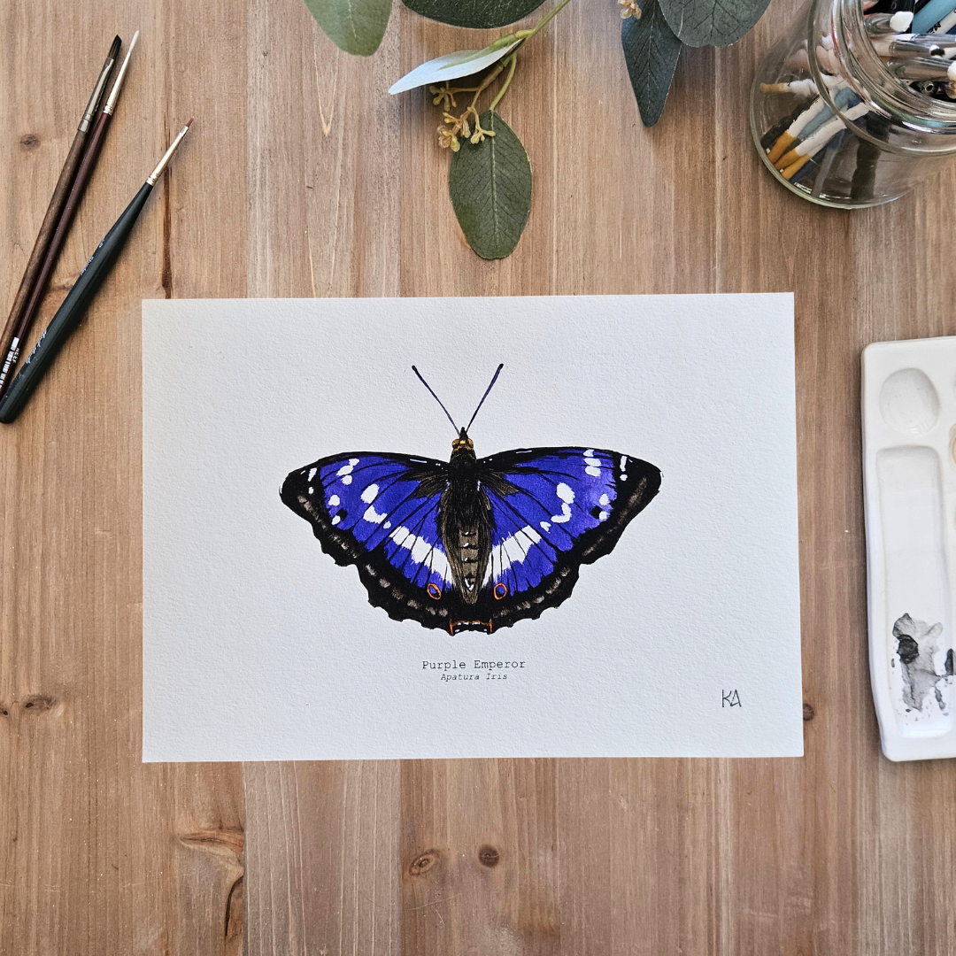 Watercolour Art Print - 'Purple Emperor Butterfly'