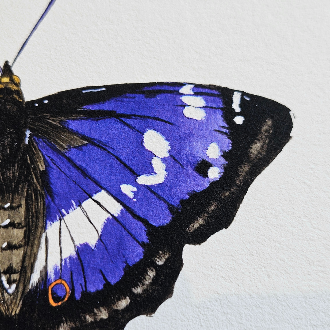 Watercolour Art Print - 'Purple Emperor Butterfly'