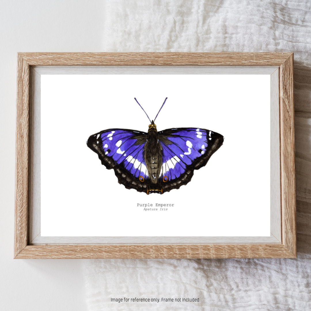 Watercolour Art Print - 'Purple Emperor Butterfly'