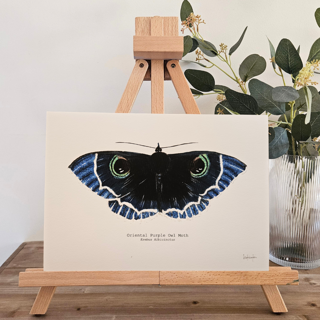 Watercolour Art Print - 'Oriental Purple Owl Moth'