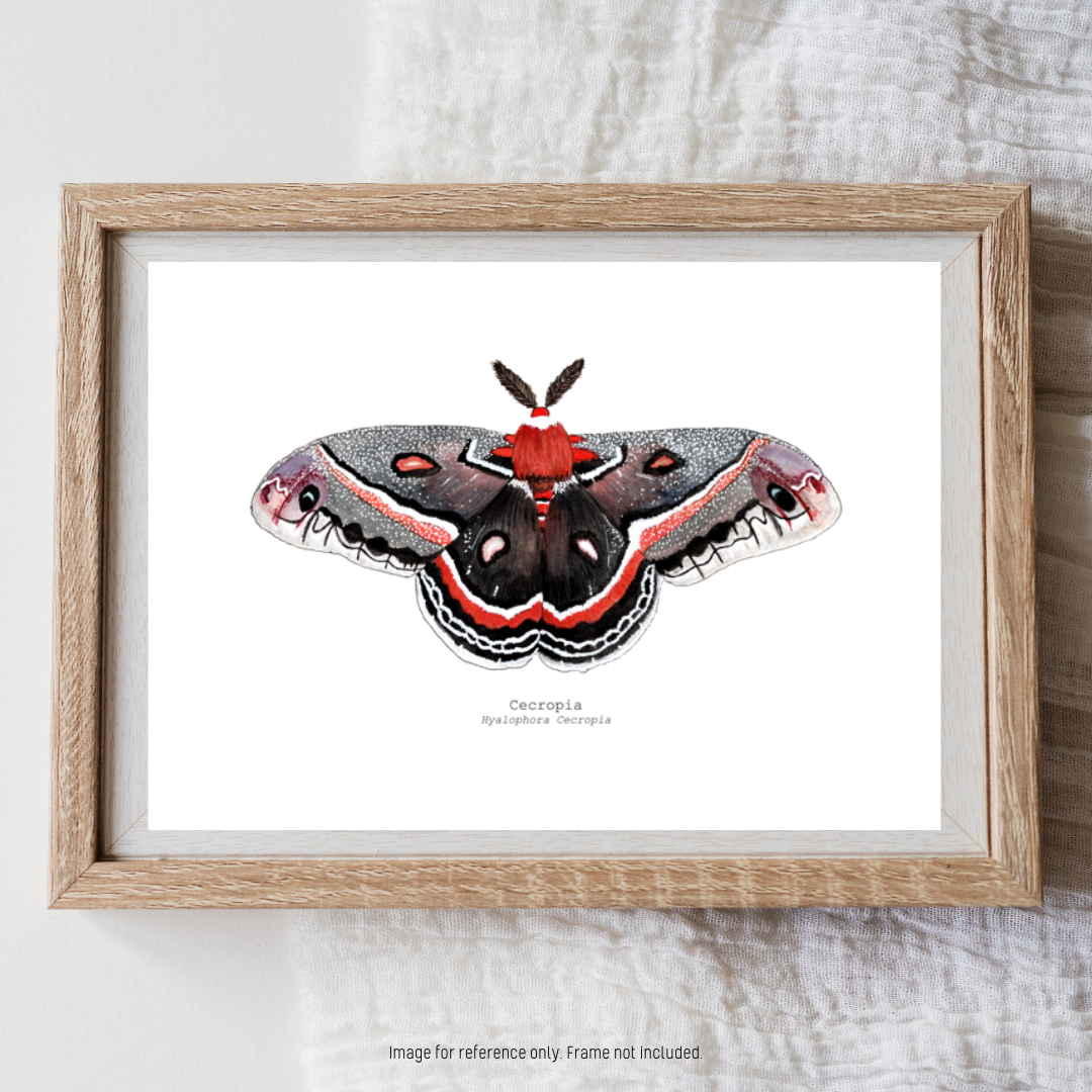 Watercolour Art Print - 'Cecropia Moth'