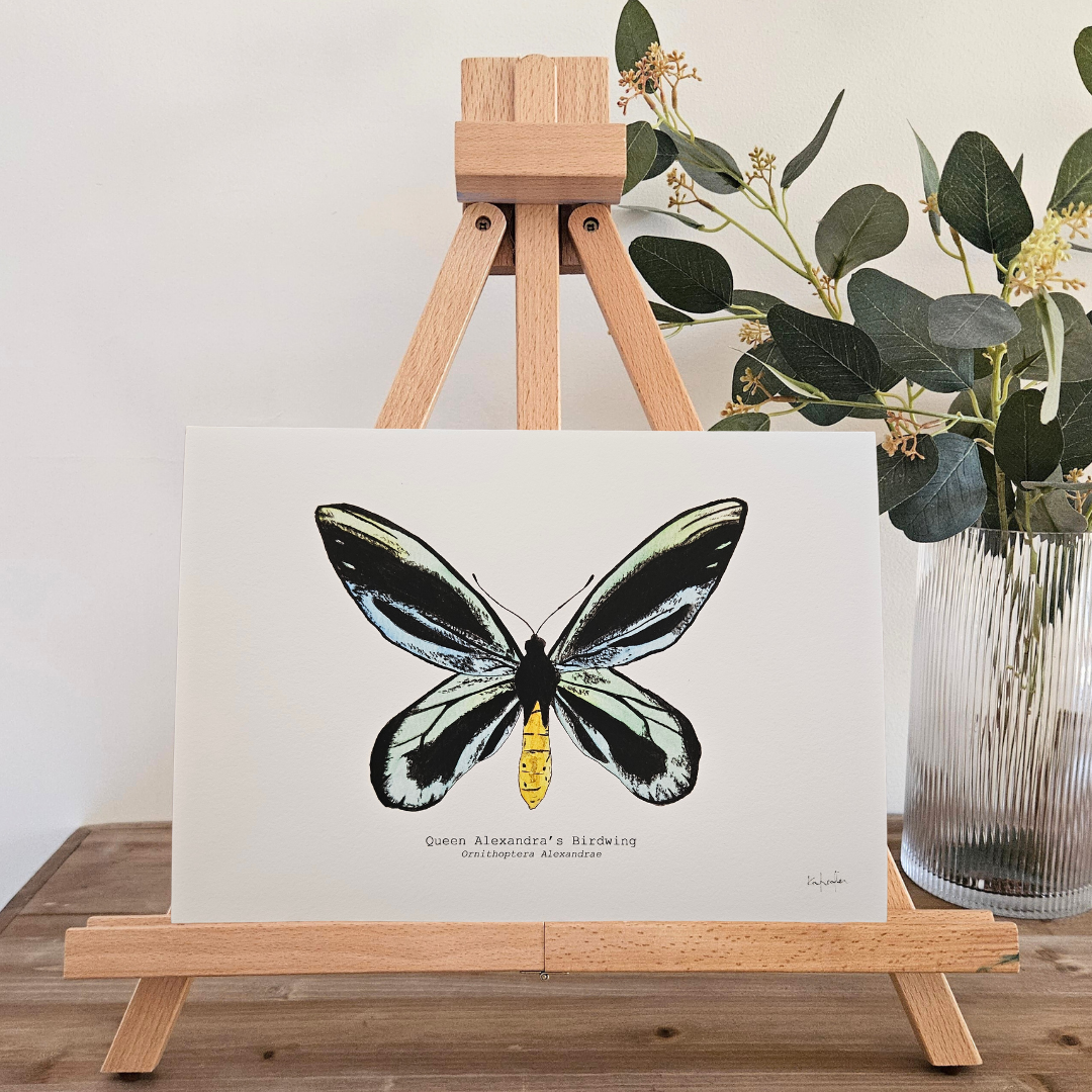 Watercolour Art Print - 'Queen Alexandra's Birdwing Butterfly'