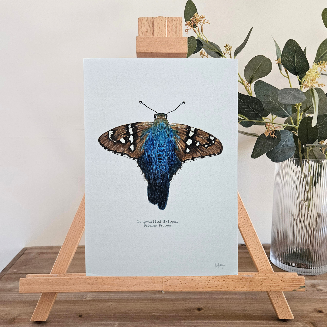 Watercolour Art Print - 'Long-tailed Skipper Butterfly'