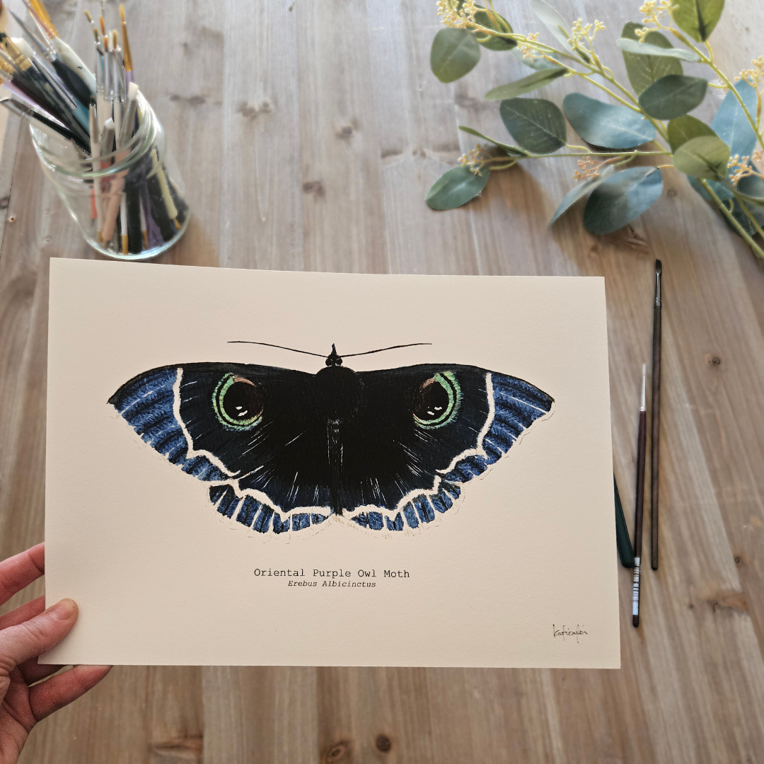 Watercolour Art Print - 'Oriental Purple Owl Moth'