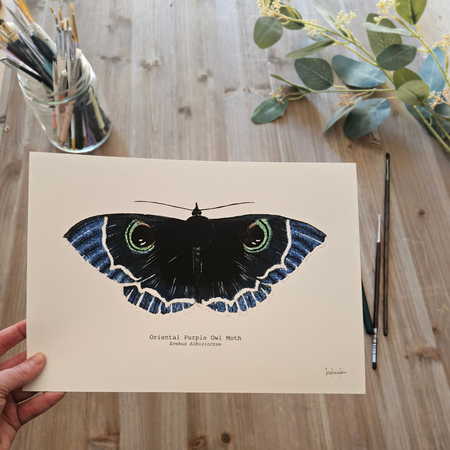 Watercolour Art Print - 'Oriental Purple Owl Moth'