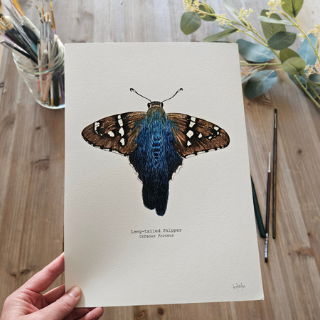 Watercolour Art Print - 'Long-tailed Skipper Butterfly'