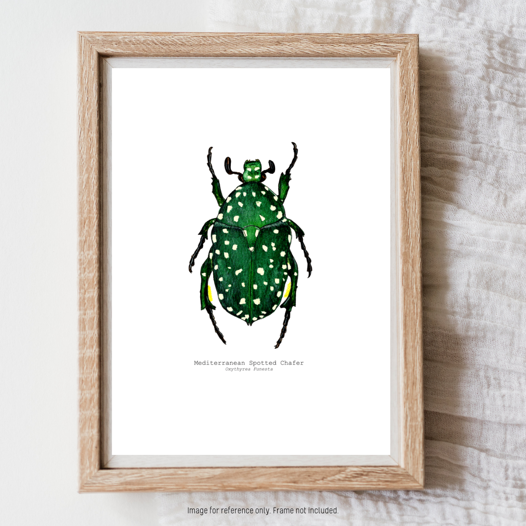Watercolour Art Print - 'Mediterranean Spotted Chafer'