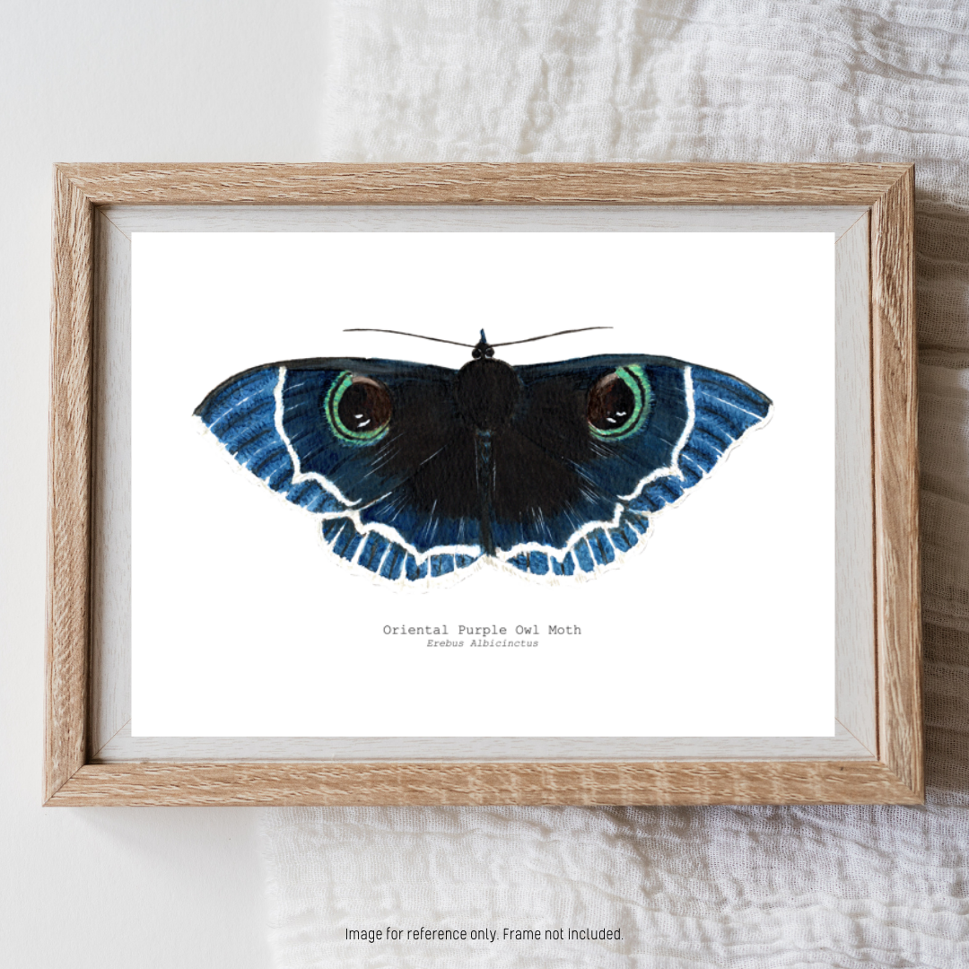 Watercolour Art Print - 'Oriental Purple Owl Moth'