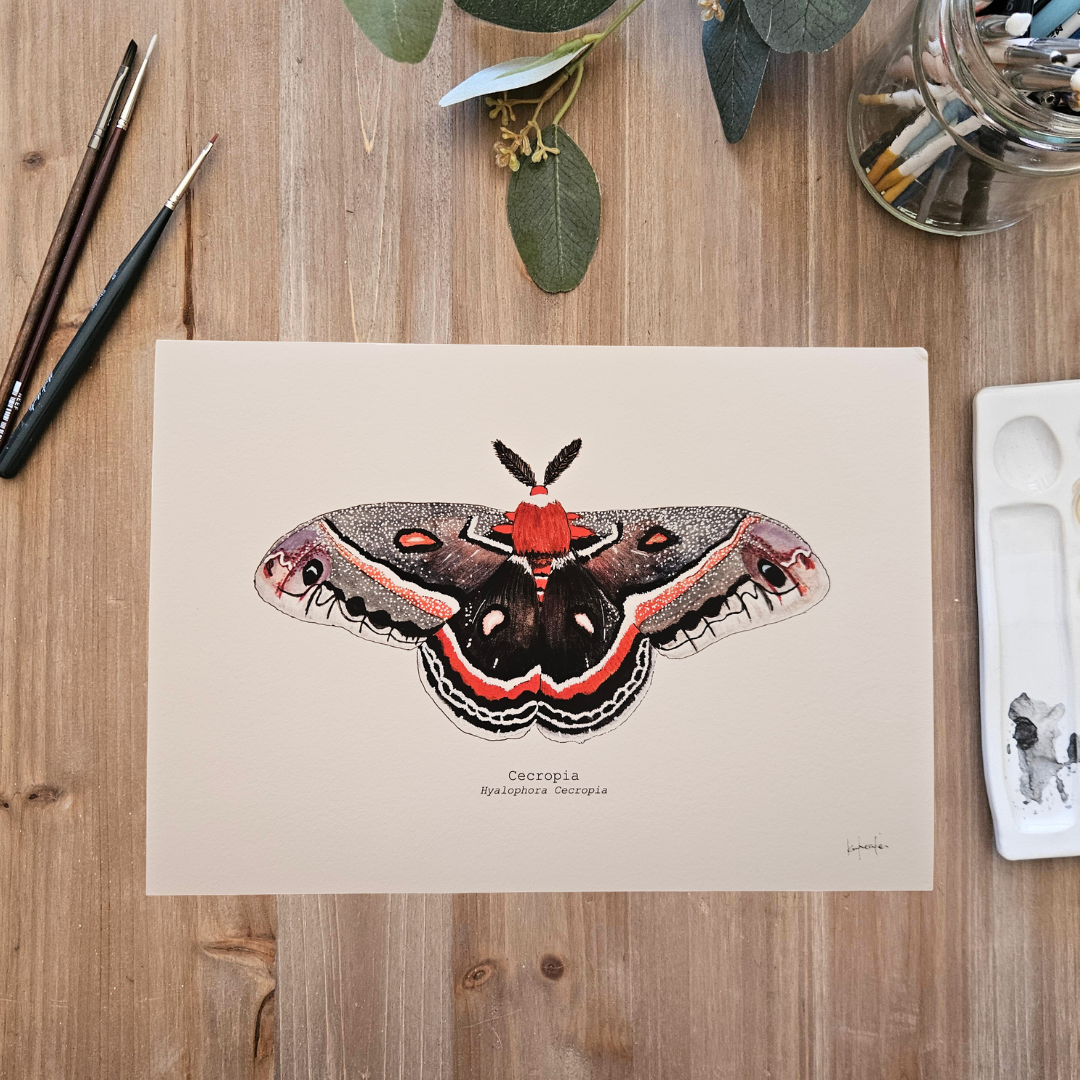 Watercolour Art Print - 'Cecropia Moth'