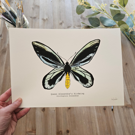 Watercolour Art Print - 'Queen Alexandra's Birdwing Butterfly'