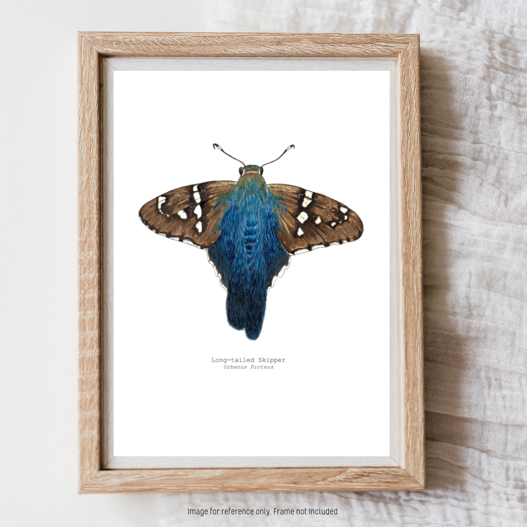 Watercolour Art Print - 'Long-tailed Skipper Butterfly'