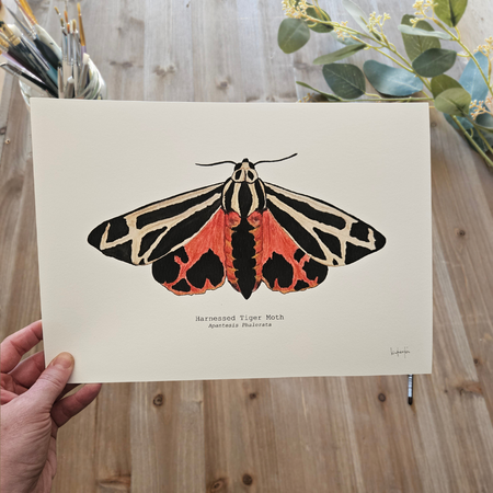 Watercolour Art Print - 'Harnessed Tiger Moth'
