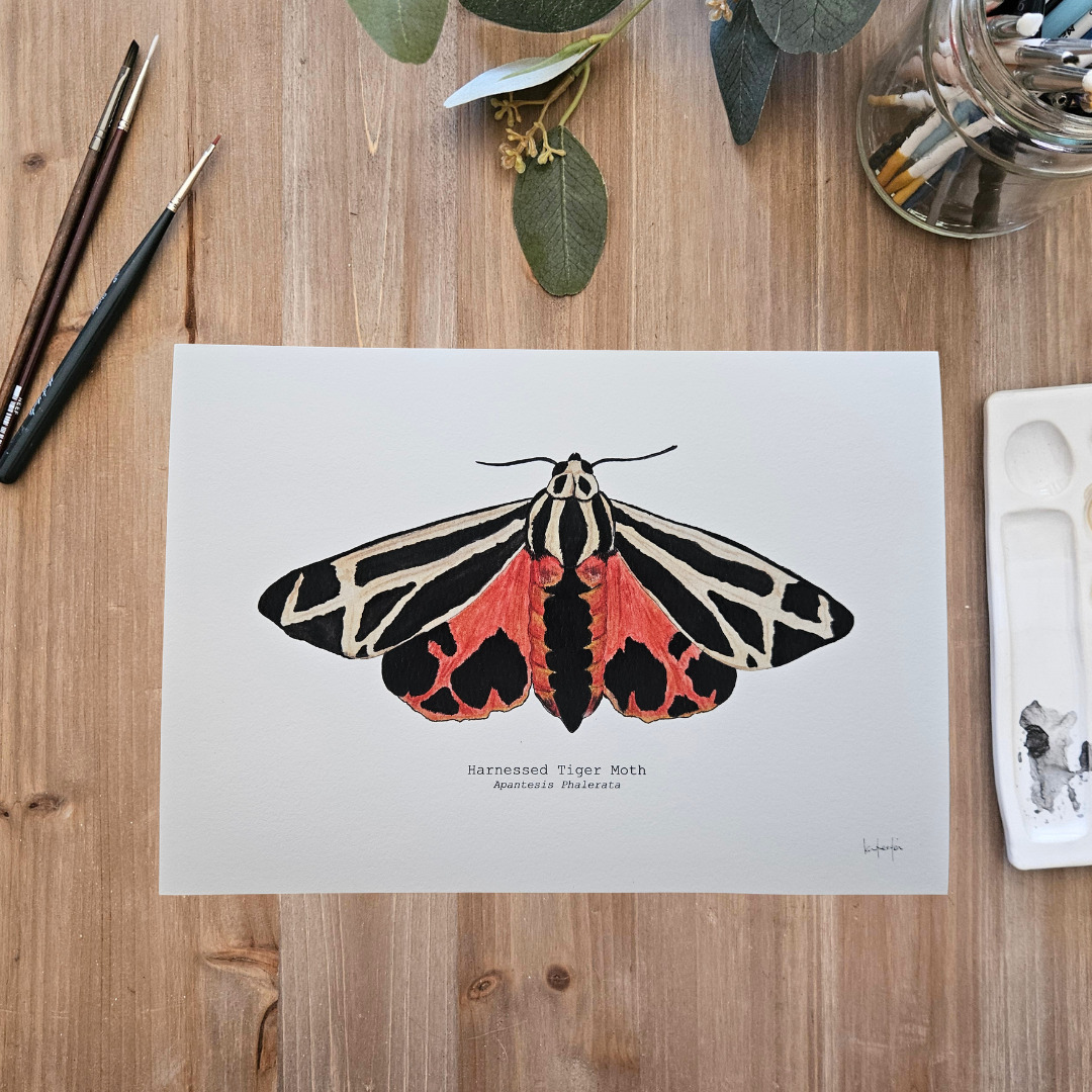 Watercolour Art Print - 'Harnessed Tiger Moth'