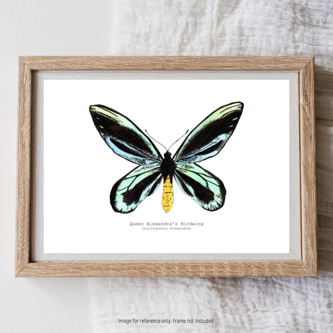 Watercolour Art Print - 'Queen Alexandra's Birdwing Butterfly'