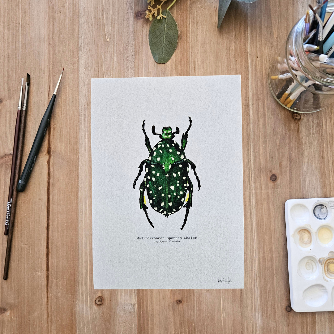 Watercolour Art Print - 'Mediterranean Spotted Chafer'