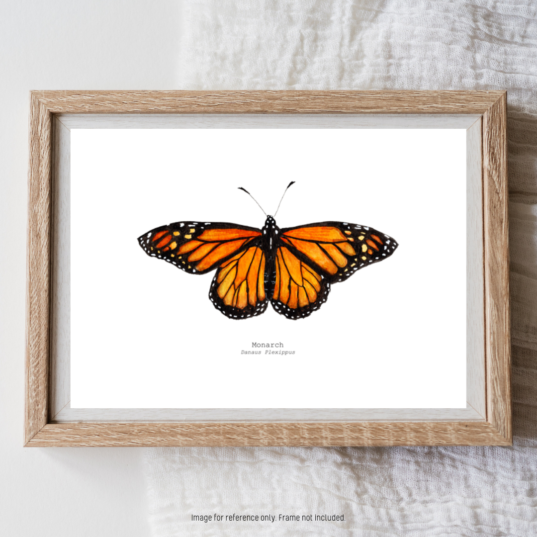Watercolour Art Print - 'Monarch Butterfly'