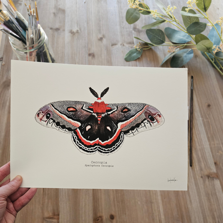 Watercolour Art Print - 'Cecropia Moth'