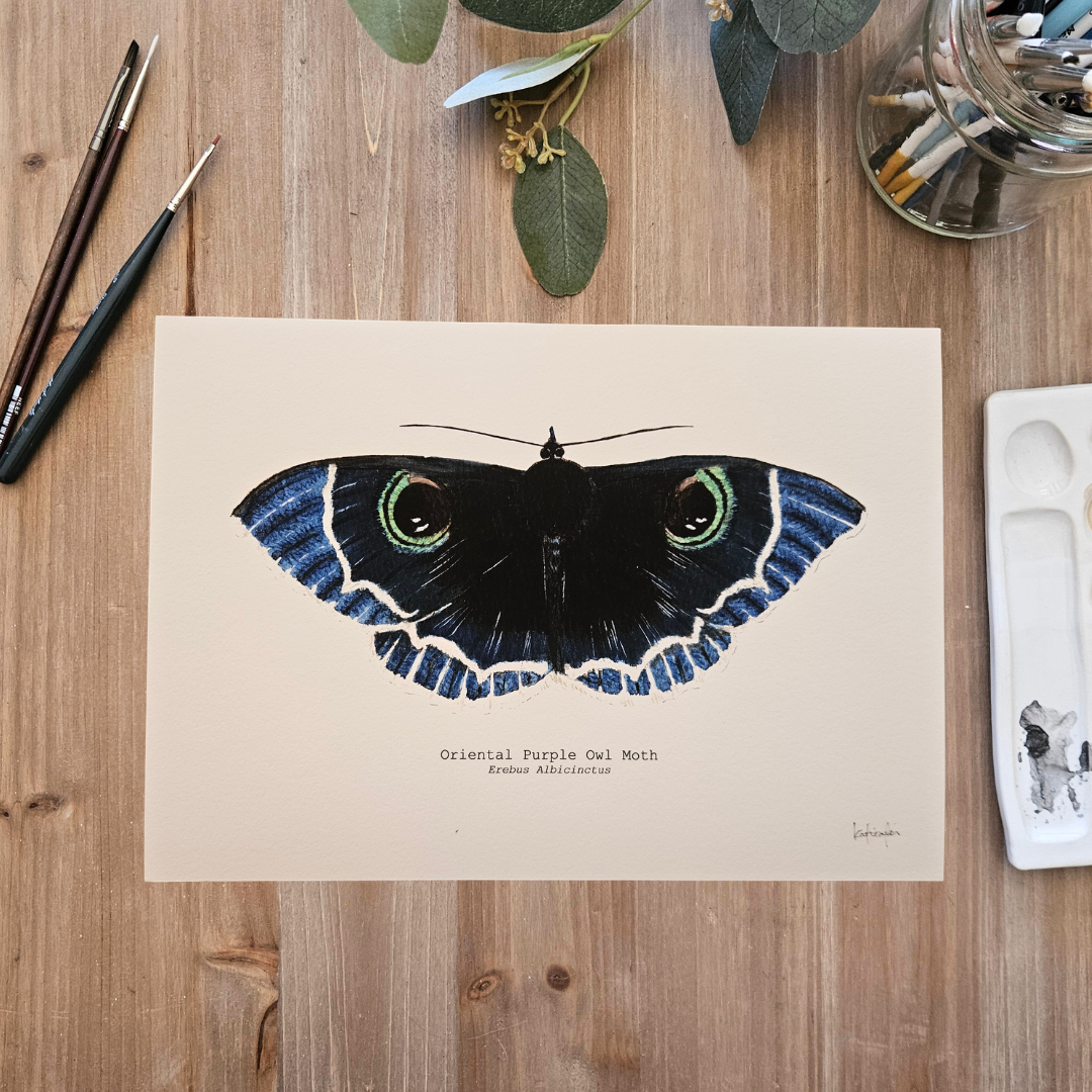 Watercolour Art Print - 'Oriental Purple Owl Moth'