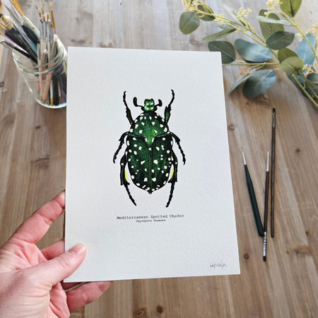 Watercolour Art Print - 'Mediterranean Spotted Chafer'