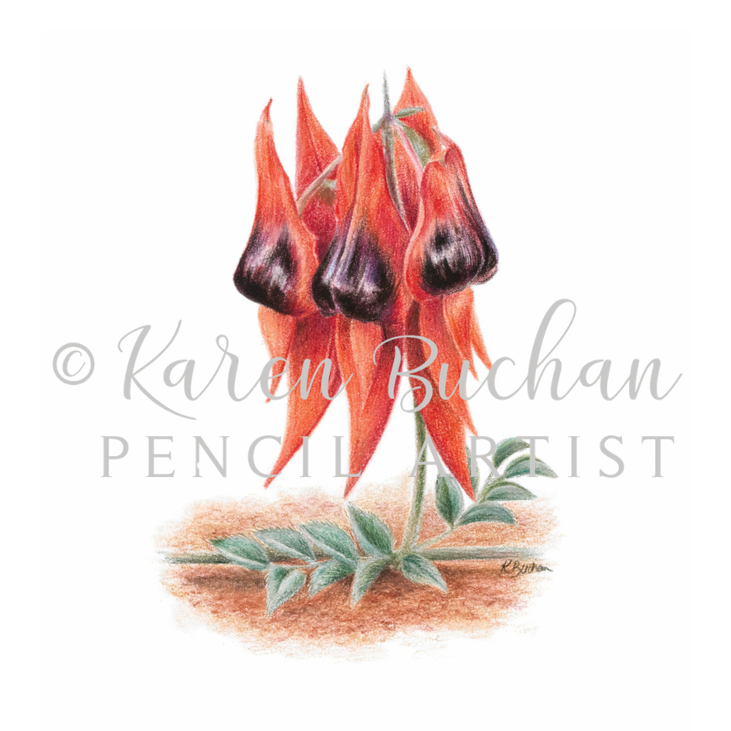 Sturt's Desert Pea | Australian Wildflowers Art Print