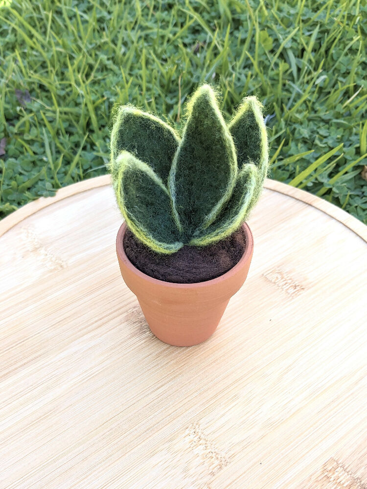 Needle Felted Succulent in Pot - Dwarf Snake Plant