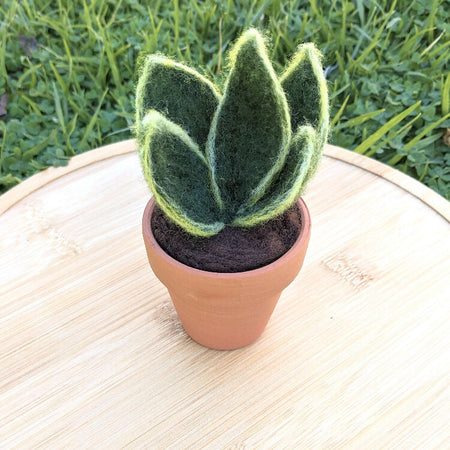 Needle Felted Succulent in Pot - Dwarf Snake Plant