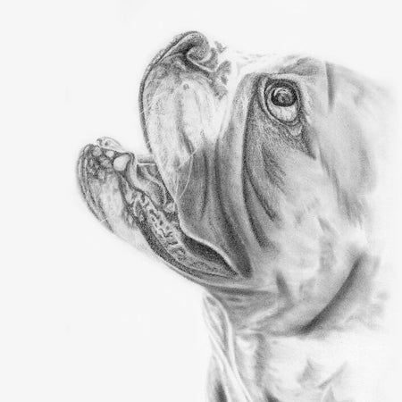 Graphite Pet Portrait A4 size