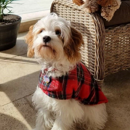 Dog Coat Tartan & Check Collection 29 Sizes Flannelette Fleece