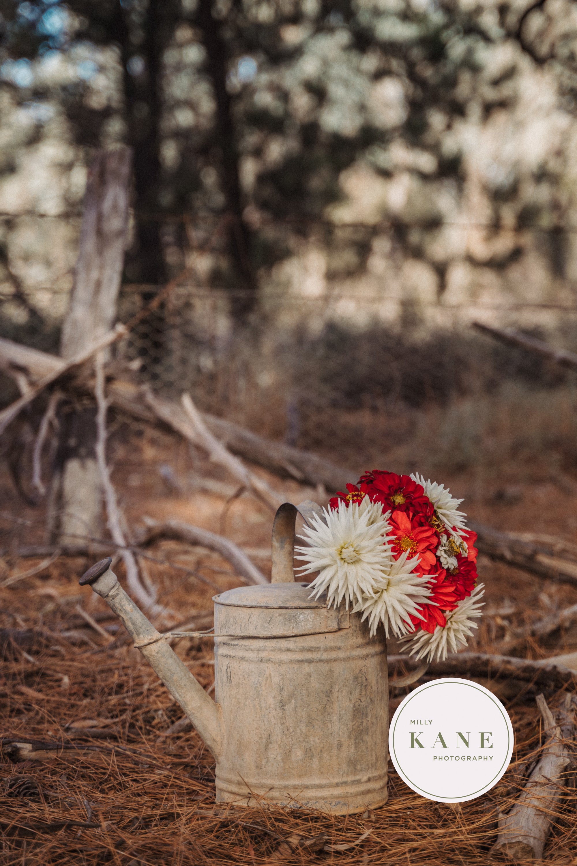 Whimsy in the Watering Can #2