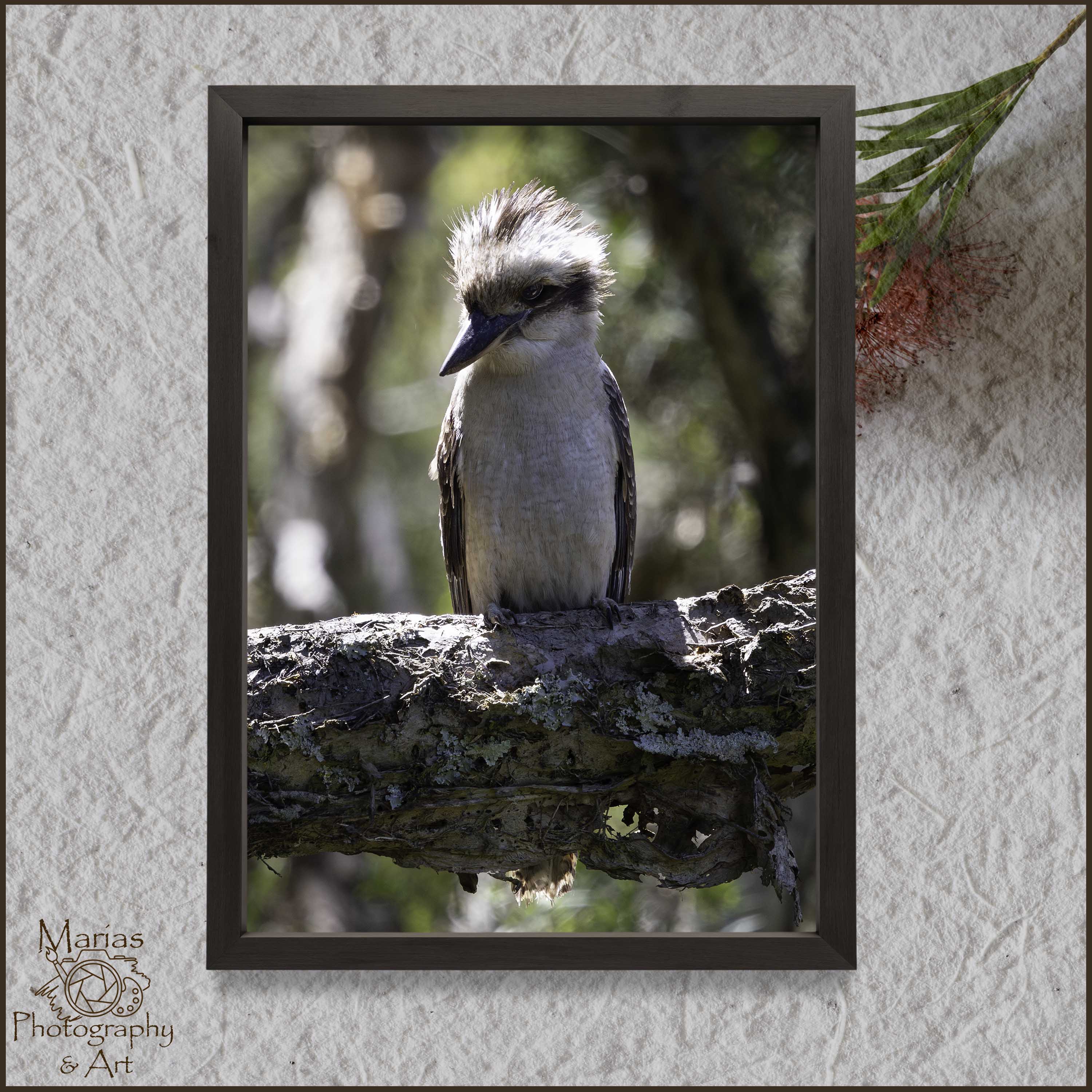 Photographic Print | Wall Art | Wind Swept Kookaburra