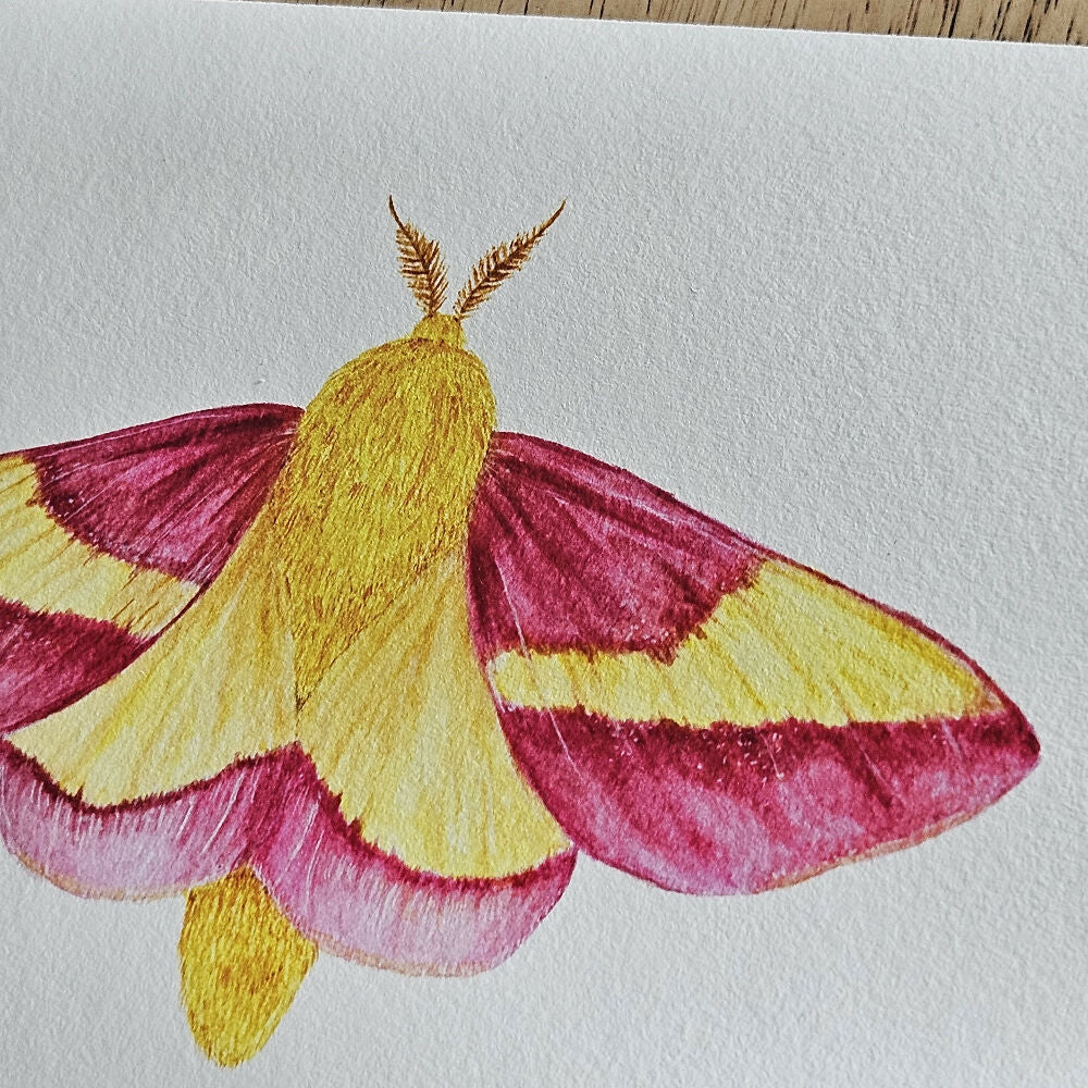 art print - the fauna series - rosy maple moth