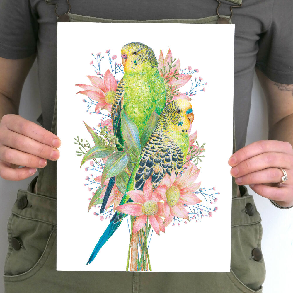 A4 art print of budgerigars amongst Australian native flowers, illustrated by Australian artist Kayla Reay.