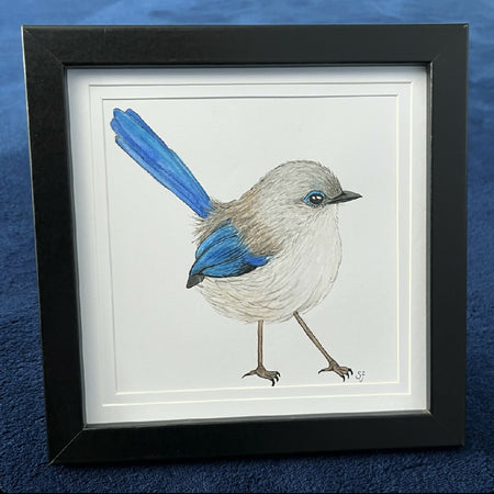 Splendid fairy wren frame