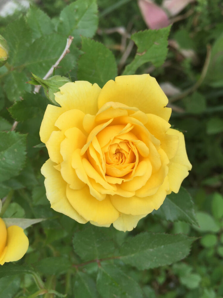 Mother Rose - ROSE Solar Flower Essence 50ml