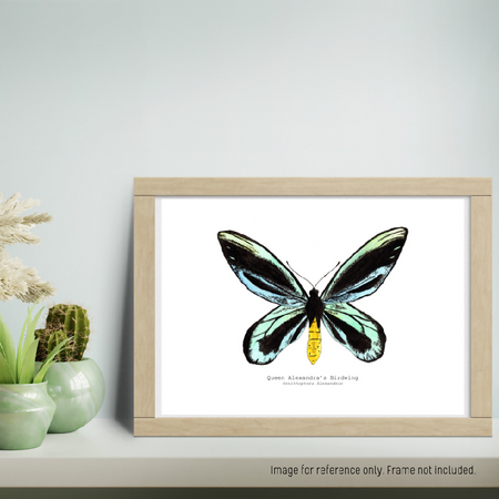 Watercolour Art Print - The Fauna Series - 'Queen Alexandra's Birdwing Butterfly'