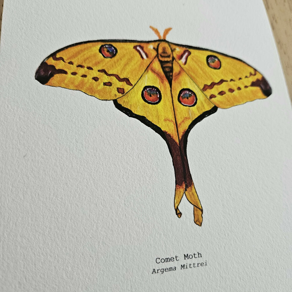 fauna series - comet moth