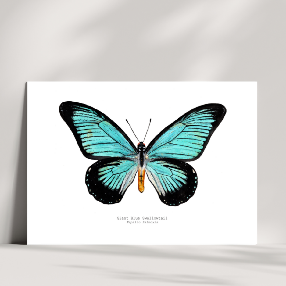 the insect series - giant blue swallowtail