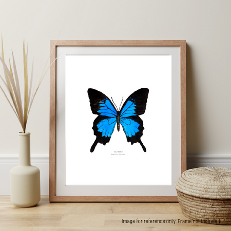 Watercolour Art Print - The Fauna Series - 'Ulysses Butterfly'