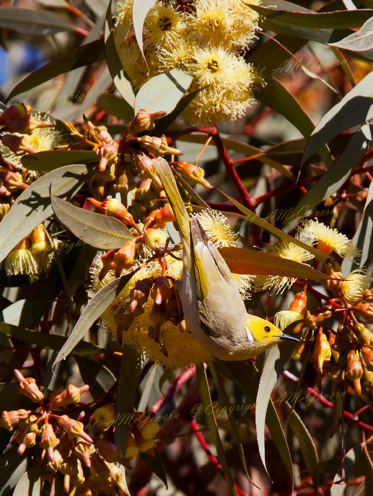 HONEYEATER-1024x770-Watermark-WEB