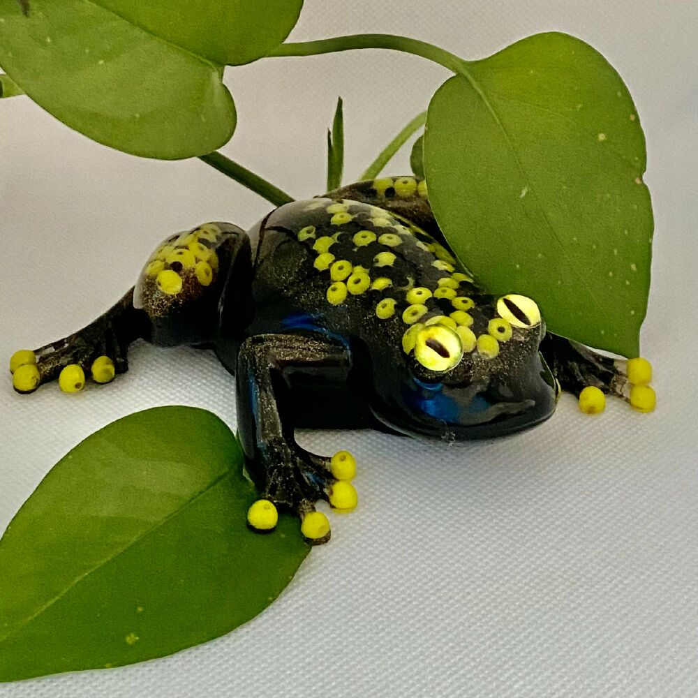 Yellow and Black Frog