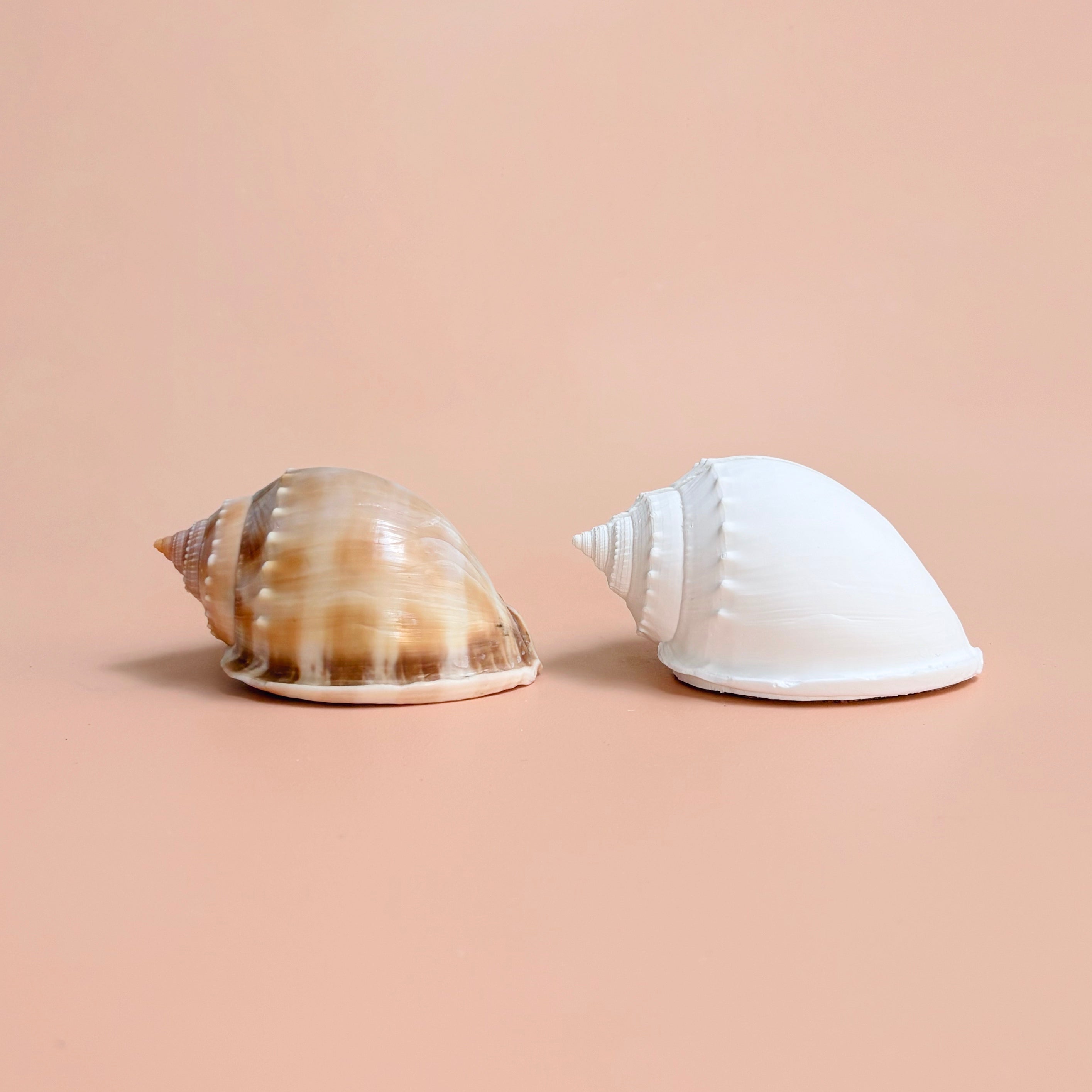 eco resin sea shell photo display