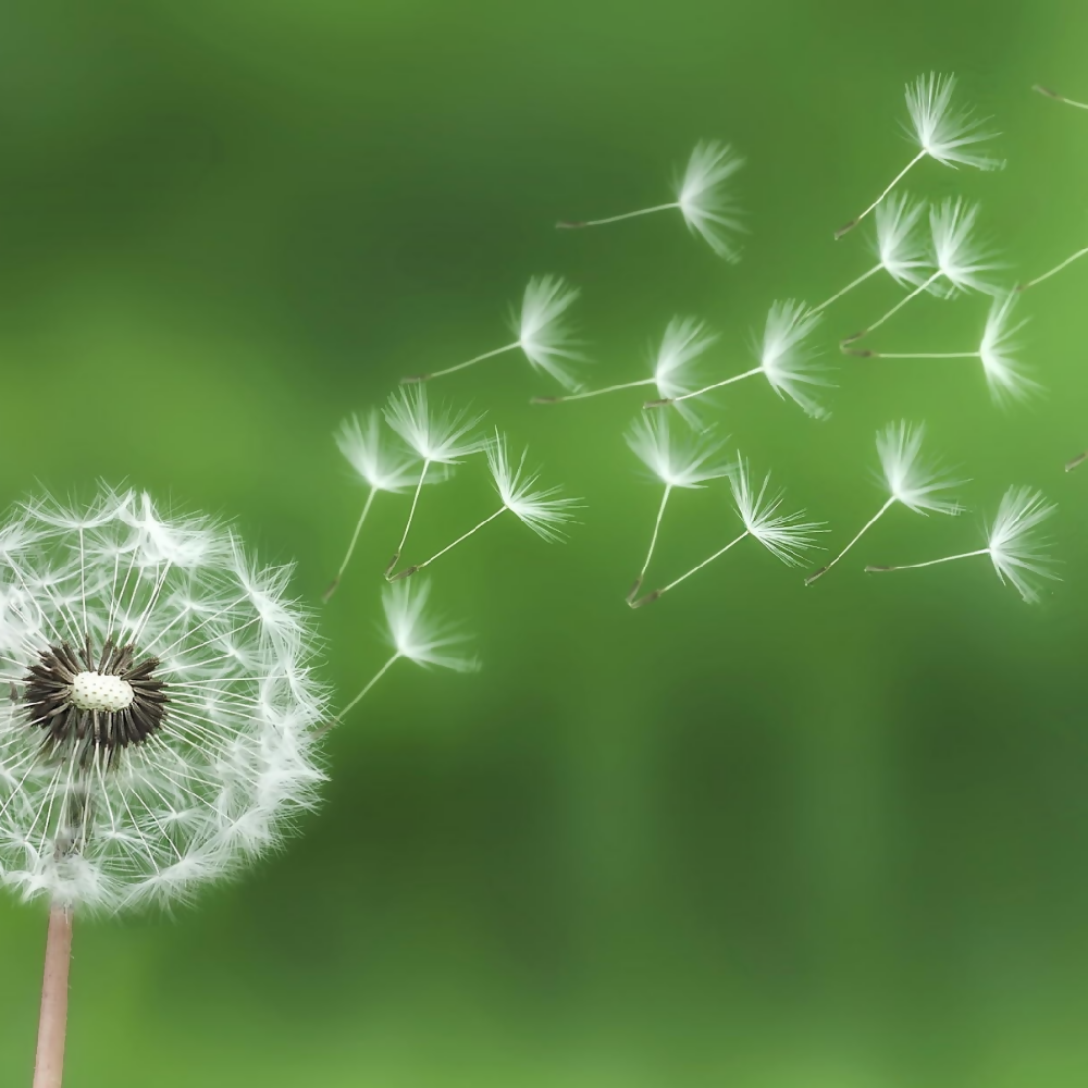 dandelion-green-single-flower-west-4th-studio-earrings-01