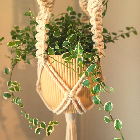 Macrame Plant Hanger - Cream