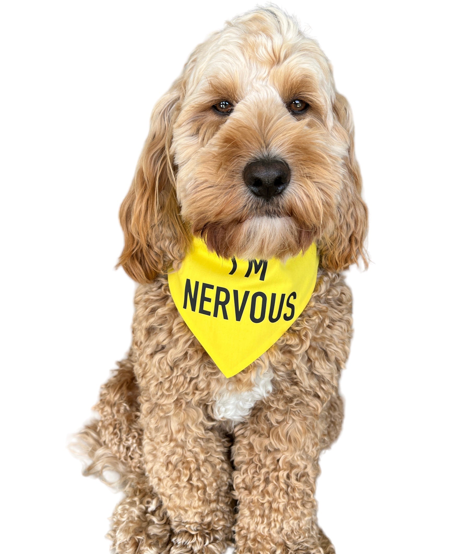 I'm Nervous - Dog Scrunchie Bandana