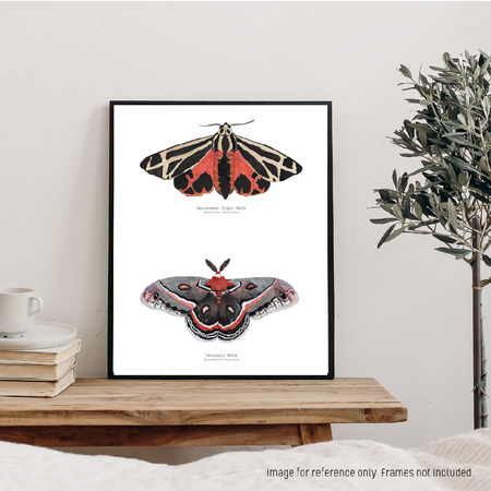 Watercolour Art Print - The Fauna Series - 'Warm Hued Moth Duo'