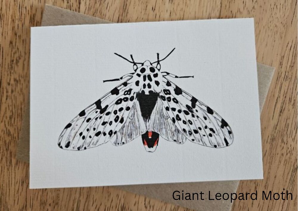 Watercolour Greeting Cards - The Fauna Series - Moths