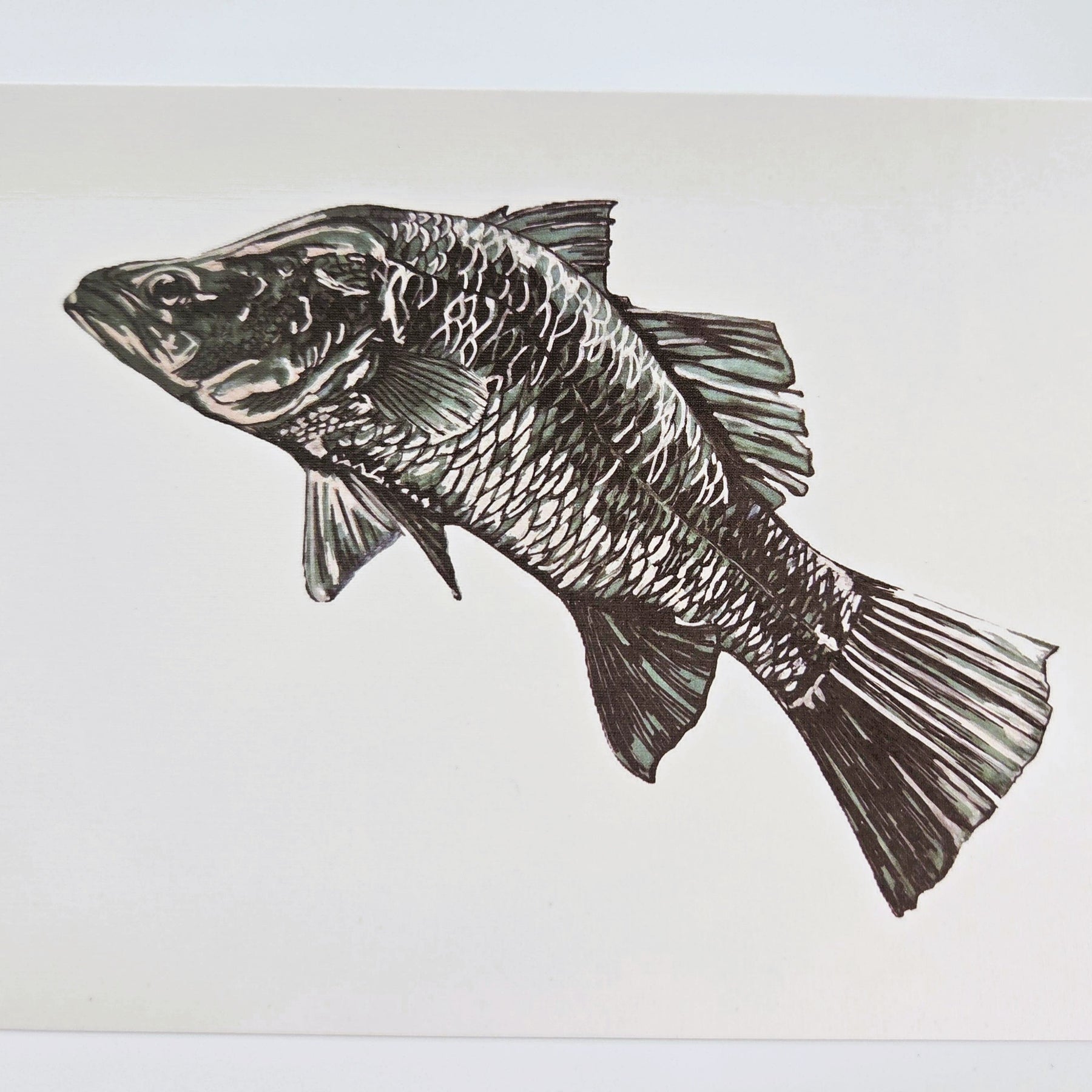 Barramundi Greeting Card (blank) -recycled paper envelope
