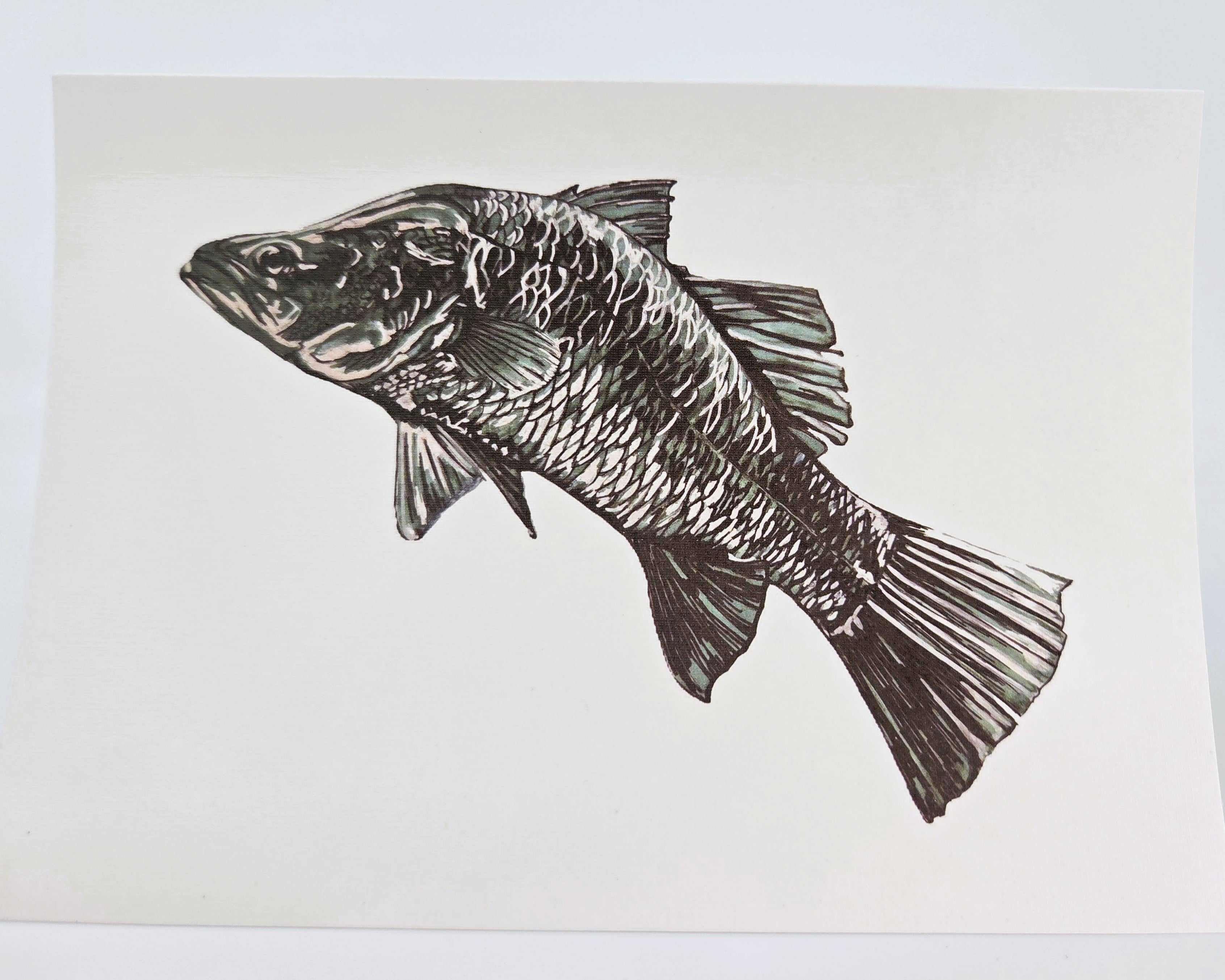 Barramundi Greeting Card (blank) -recycled paper envelope