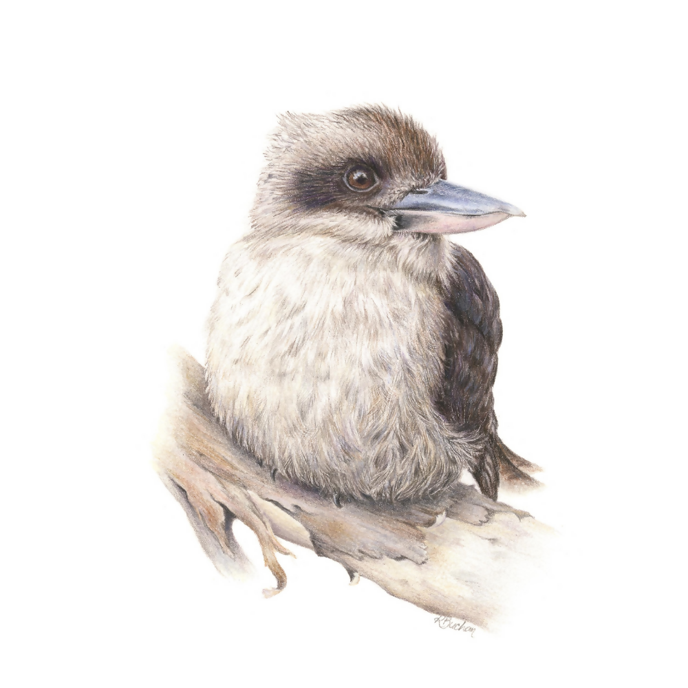 Australian-artist-greeting-card-kookaburra-image